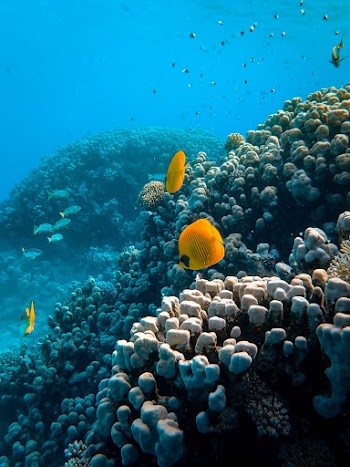 Photo of Sea Animals Near Coral Reefs