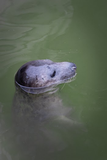 Photo of Sea Lion In Water