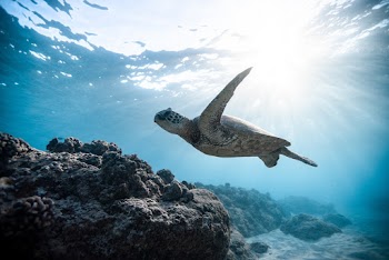 Photo of Sea Turtle