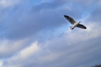 Photo of Seagull Flying Across The Sky