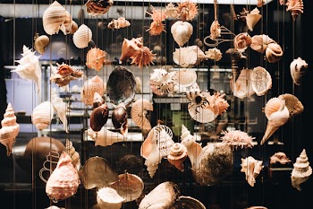 Photo of Seashells Hanging 