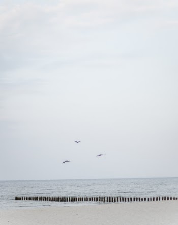 Photo Of Seashore During Daytime