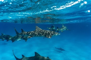 Photo of Sharks Underwater