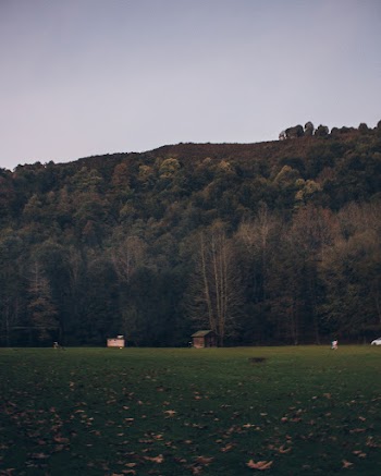 Photo of Shed Near Tall Trees