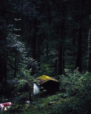 Photo of Shed Surrounded by Tall Trees