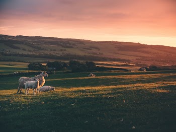 Photo of Sheep on Grass Field