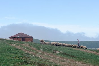 Photo of Shepherd Walking His Flock of Sheep in Grass Field Next to a Brick House