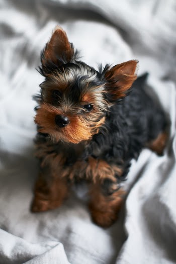 Photo of Short Coat Brown and Black Puppy