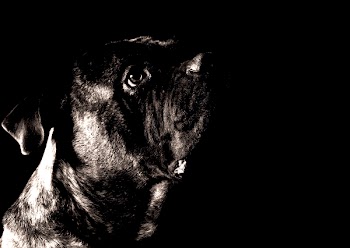 Photo of Short-coated Dog