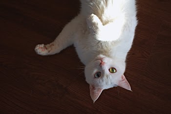 Photo of Short-coated White Cat Laying on Brown Wooden Surface