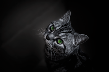 Photo of Short-fur Gray Cat
