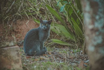 Photo of Short-furred Gray Cat