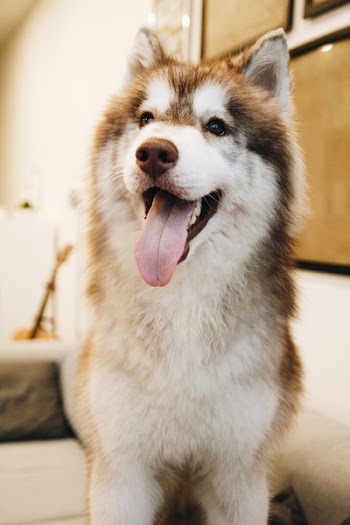 Photo of Siberian Husky