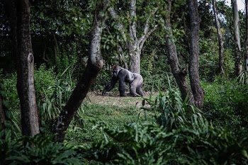 photo of silver-back gorilla beside tree