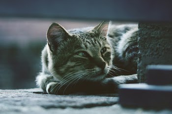 Photo of Silver Tabby Cat Lying on Gray Pavement