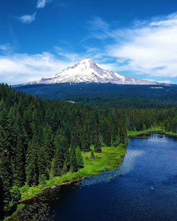 Photo of Snow Capped Mountain Across Pine Trees