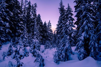 photo of snow-covered tall green leafed trees