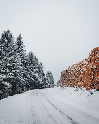 Photo of Snowy Road Near Pine Trees