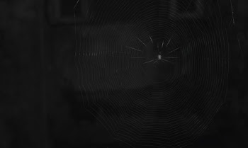 photo of spider on spider web