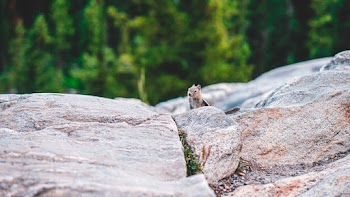 Photo of Squirrel on Rock