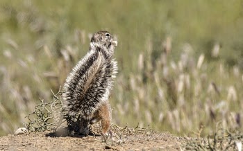 Photo of Squirrel on the Field
