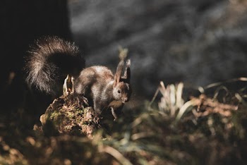 Photo of Squirrel on The Ground