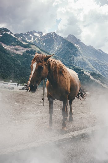Photo of Standing Brown Horse