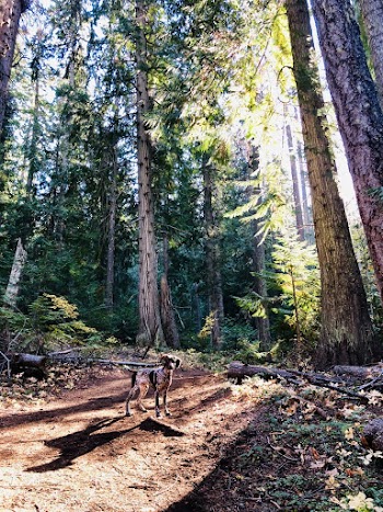 Photo of Standing Dog Inside Forest