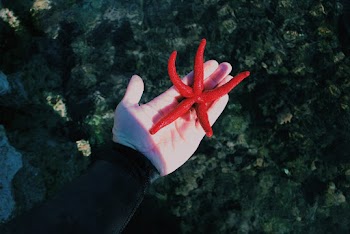 Photo of Starfish on Person's Hand