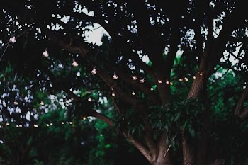 photo of string lights on tree