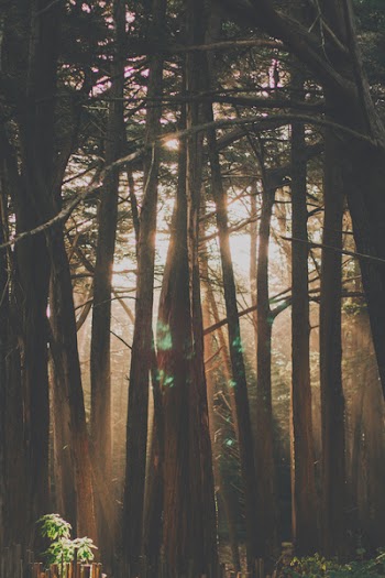 Photo of Sun Glare Through Forest Trees