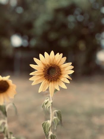 Photo Of Sunflower During Daytime