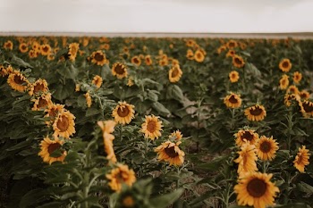Photo of Sunflower Field