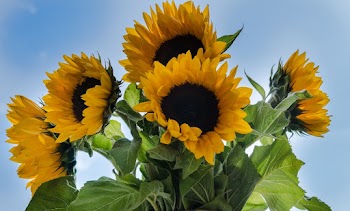 Photo of Sunflowers