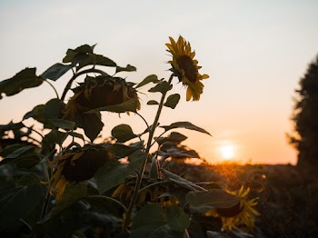 Photo of Sunflowers During Golden Hour