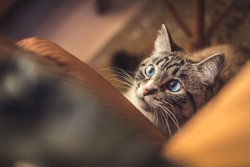 Photo of Tabby Cat