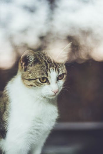 Photo Of Tabby Cat