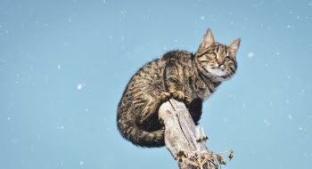 Photo of Tabby Cat