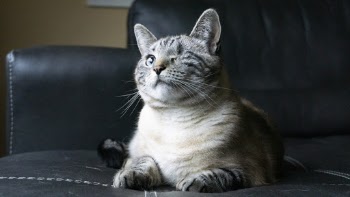 Photo of Tabby Cat