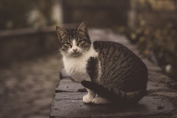 Photo of Tabby Cat
