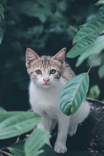 Photo of Tabby Cat Near Leaves