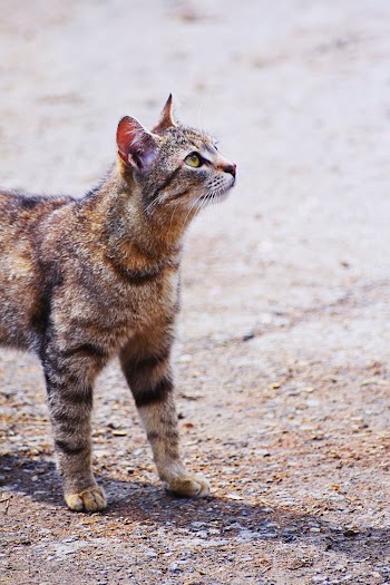 Photo of Tabby Cat on Pavement