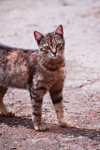 Photo of Tabby Cat on Pavement