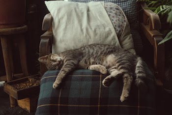 Photo of Tabby Cat Sleeping On Chair