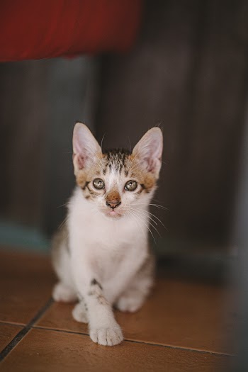 Photo of Tabby Kitten