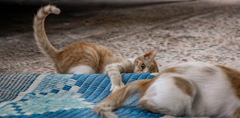 Photo of Tabby Kitten on Floor