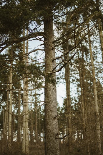Photo of Tall Tree