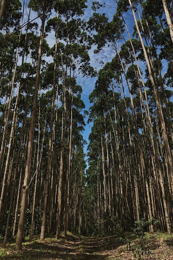 Photo of Tall Trees