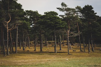 Photo of Tall Trees