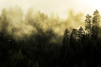 Photo of Tall Trees Covered With Fog